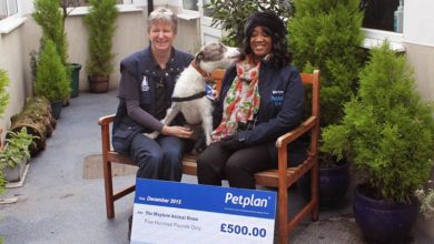 Charity feeds influx of hungry kittens thanks to donation