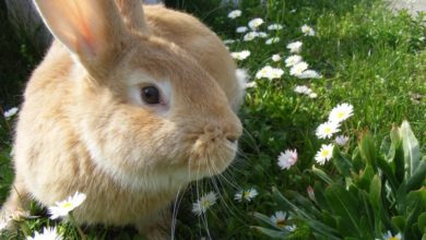 MSPs consider greater welfare for pet rabbits