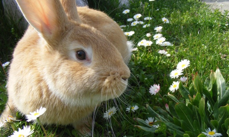 MSPs consider greater welfare for pet rabbits