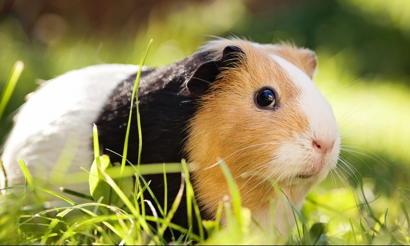 Bob Martin acquires Care business from Nestlé Purina in Europe