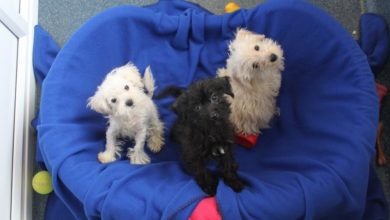 Three puppies dumped and left for dead