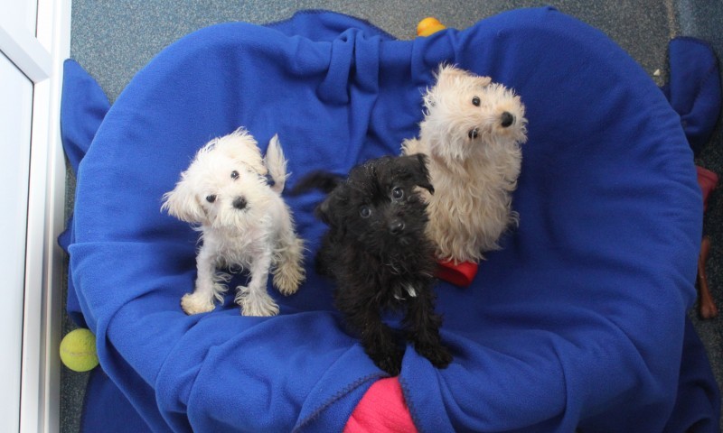 Three puppies dumped and left for dead