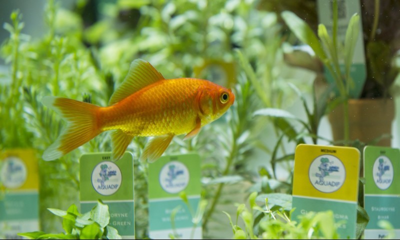 AQUA confirms 2017’s dates and venue