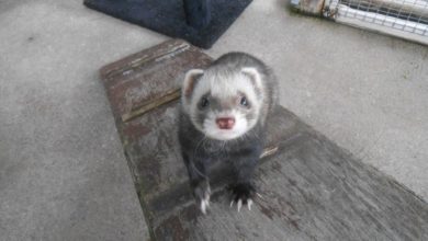 Ferret owners urged to microchip pets