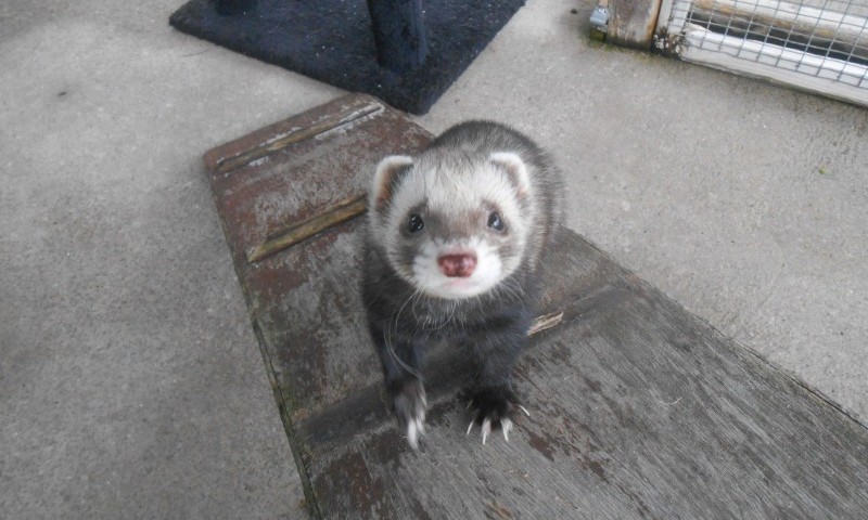 Ferret owners urged to microchip pets