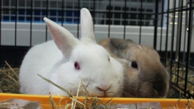 Seven rabbits tossed out of car boot and abandoned