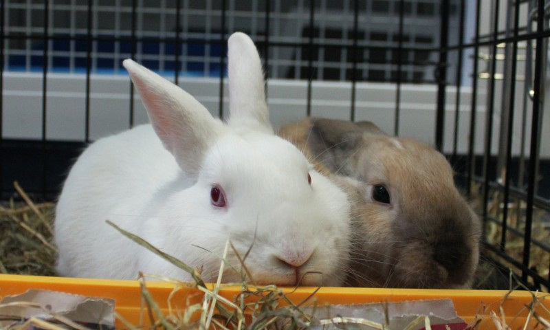 Seven rabbits tossed out of car boot and abandoned