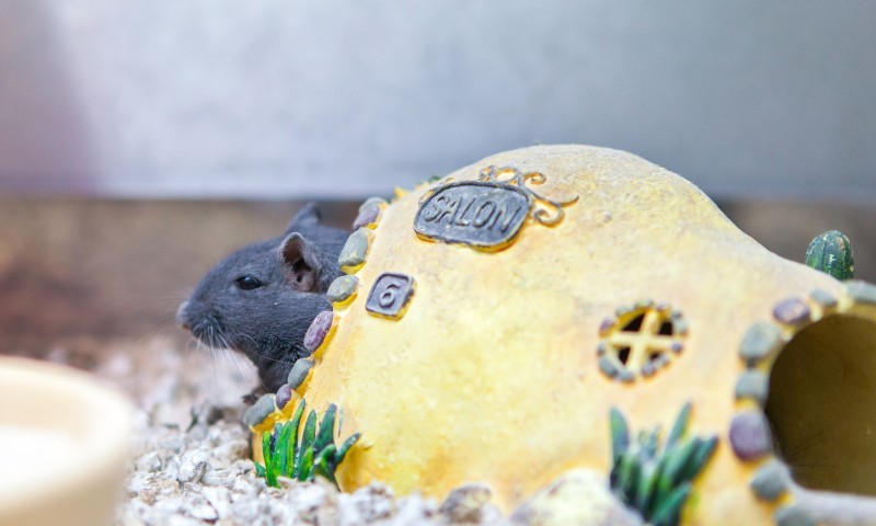 PIF seeks YOUR views on licensing