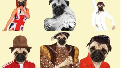 Rising ‘humanisation’ of pets boosts fashion and accessories
