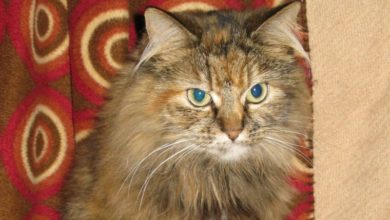Charity calls for an outright ban on snares following horrific injuries