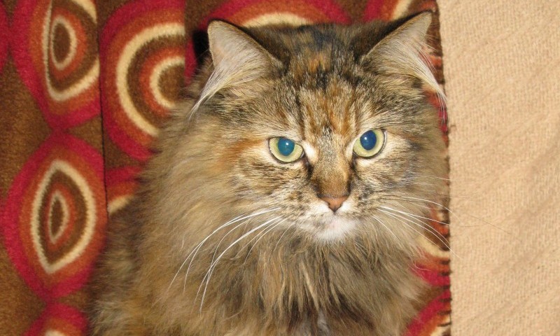 Charity calls for an outright ban on snares following horrific injuries