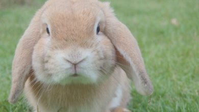 Dates announced for Rabbit Awareness Week