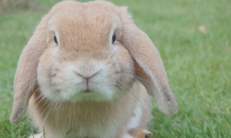 Dates announced for Rabbit Awareness Week