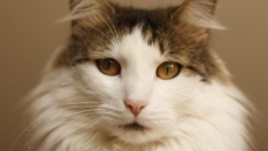 BVA welcomes recommendations on animal welfare