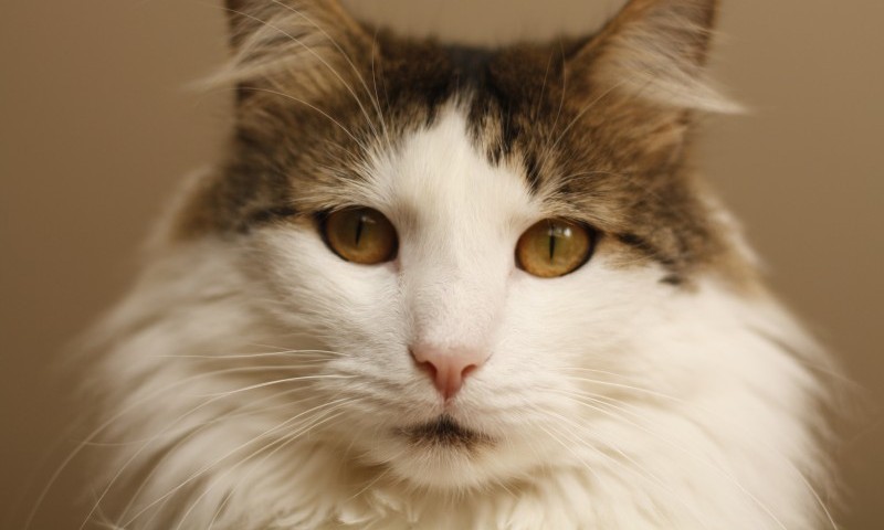 BVA welcomes recommendations on animal welfare