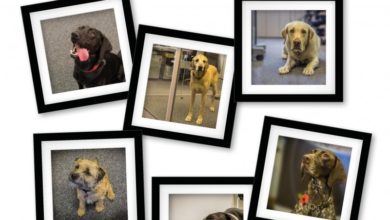 ADAPTIL® plans fun fair stand for Crufts