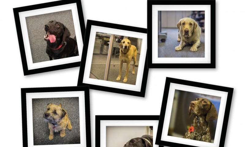 ADAPTIL® plans fun fair stand for Crufts