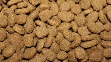 Increased humanisation towards pets drives the pet food market