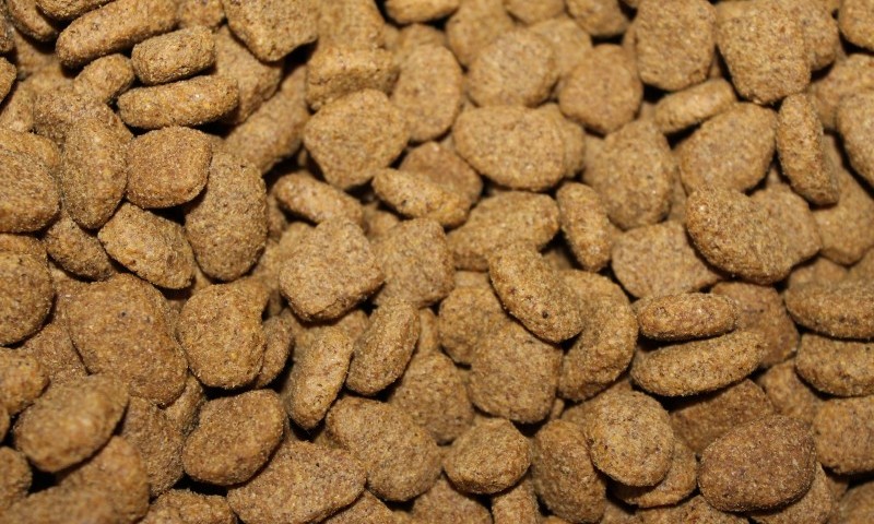 Increased humanisation towards pets drives the pet food market
