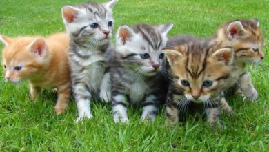 Charity warns of cat-astrophe with a population explosion
