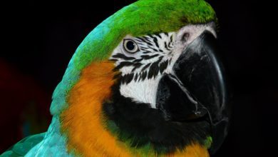 56 percent of all parrot species are in decline