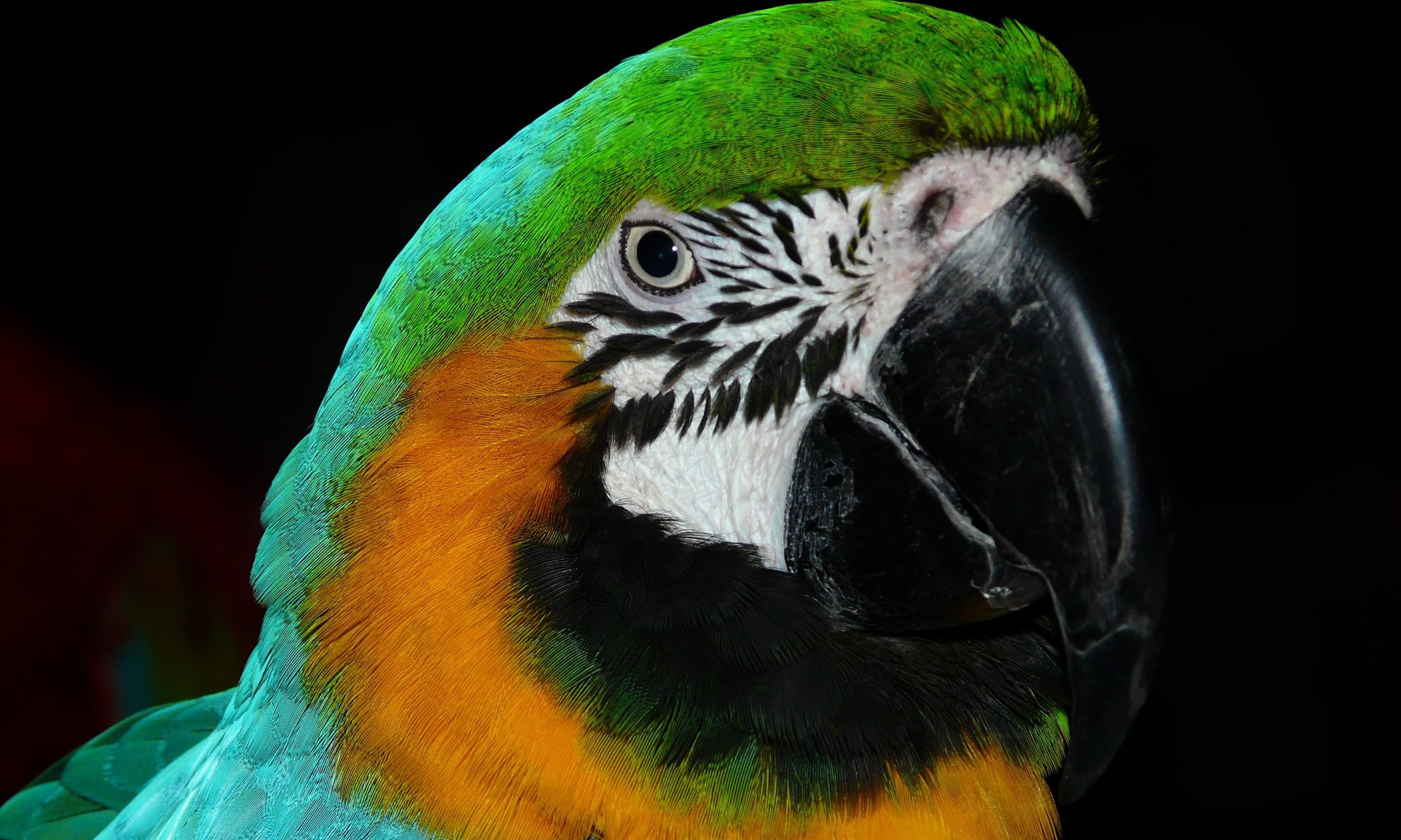 56 percent of all parrot species are in decline