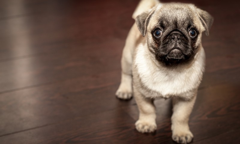 Battersea Dogs and Cats Home sees increase as owners can’t afford vet bills