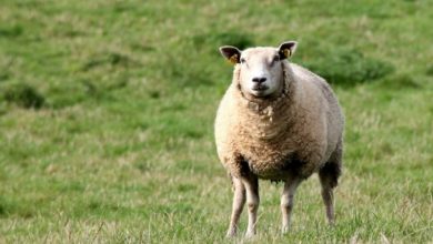 Dog owners urged to take care during lambing season