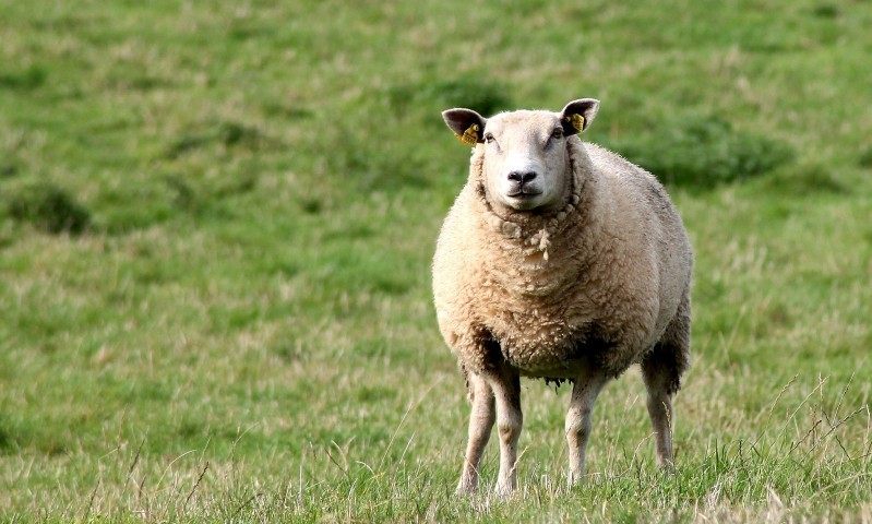 Dog owners urged to take care during lambing season
