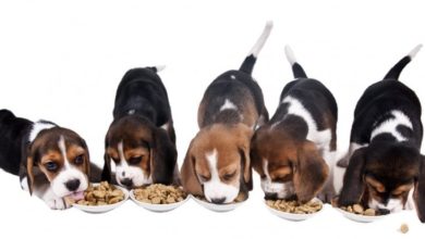 The key to the perfect pet app