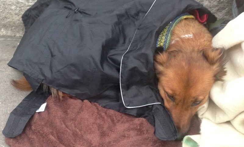 Pets Corner shortlisted for award