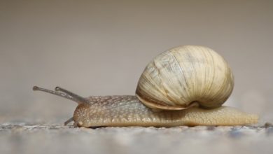 Slug and snail warning issued by vets as numbers increase