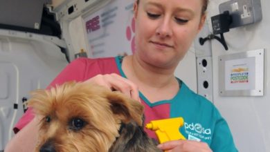 PDSA’s PetCheck vehicles are travelling the country
