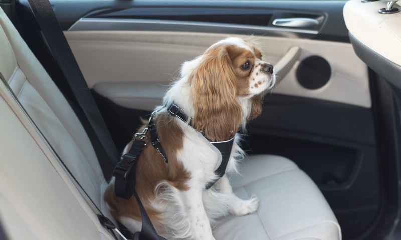 Ancol launches new dog harness