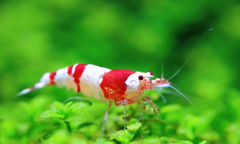 All Pond Solutions starts stocking fish livestock