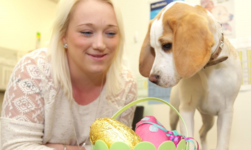 Almost 500,000 dogs still fed chocolate, warns PDSA
