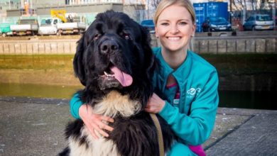 Life-saving dog awarded animals’ OBE