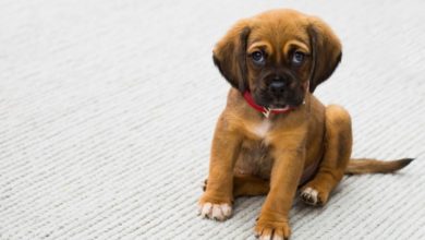 BSAVA celebrates National Pet Month