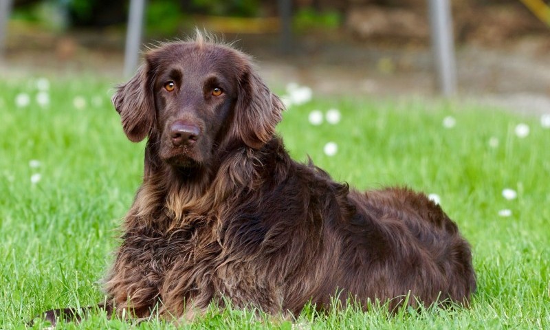 Pet insurers pay out record amount for claims