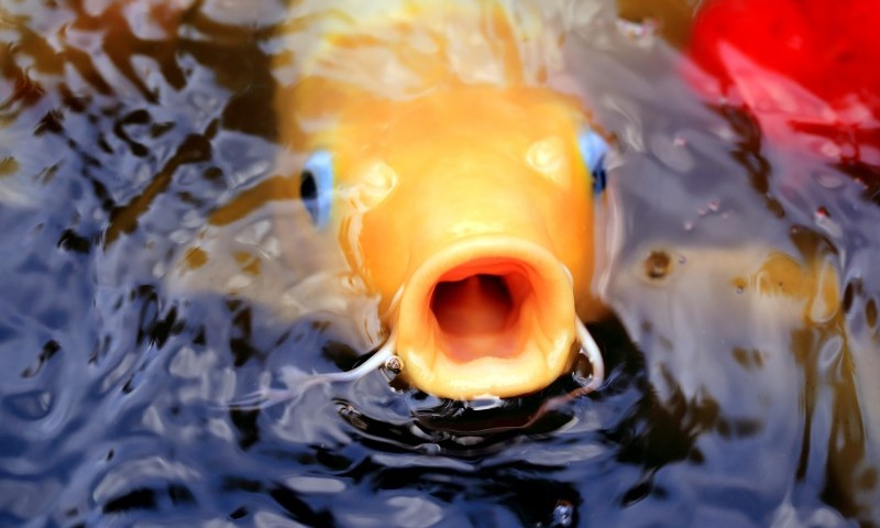 Unlicensed pet shop prosecuted