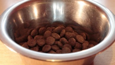 US and Europe dominate pet retail sales