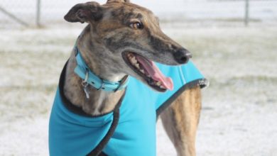 Dogs Trust welcomes EFRA recommendations
