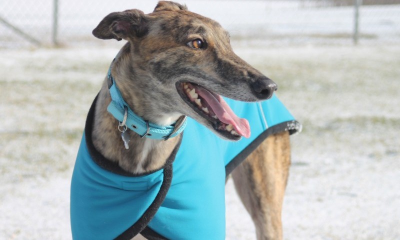 Dogs Trust welcomes EFRA recommendations