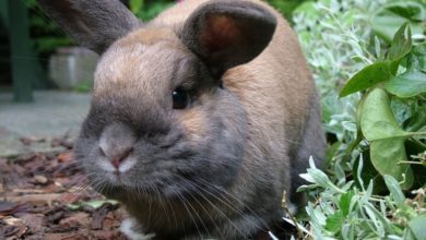 Joint response to Defra’s landmark consultation from veterinary organisations