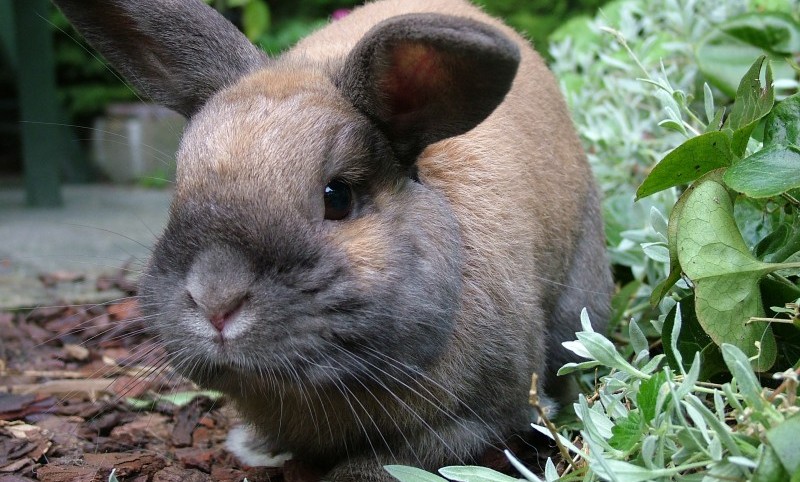 Joint response to Defra’s landmark consultation from veterinary organisations