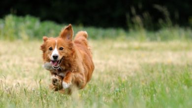 UK pet population is 57m, says PFMA report