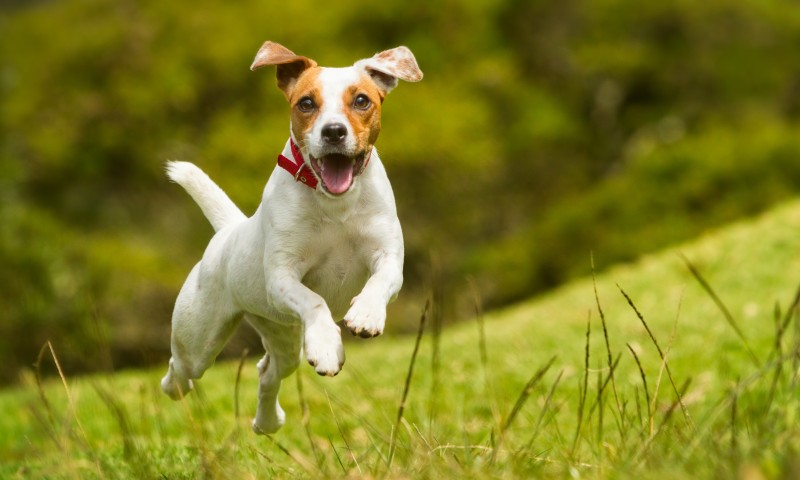 Are you marking Pet Theft Awareness Week?