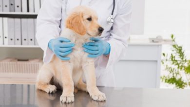 Tick-borne disease deadly to UK dogs