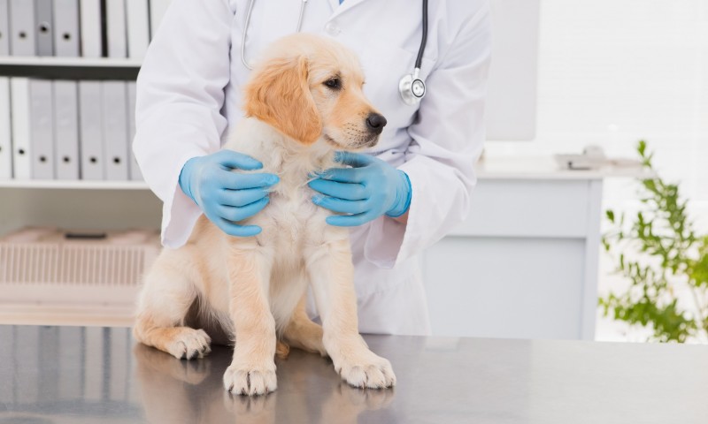 Tick-borne disease deadly to UK dogs