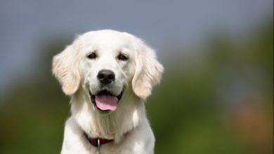 Defra reminds dog owners of change to microchipping law